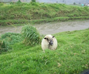 Boyacá (Fuente Propia)